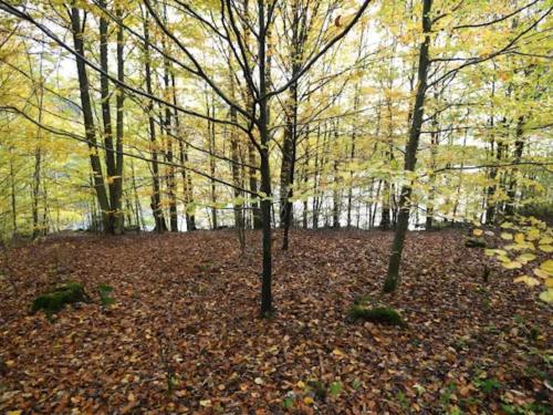 two trees in a forest with leaves on the ground at 4 person holiday home in BORÅS in Borås