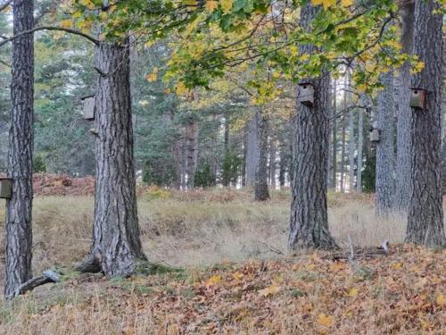 a group of three trees in a field at 4 person holiday home in INGARÖ-By Traum in Grönskan