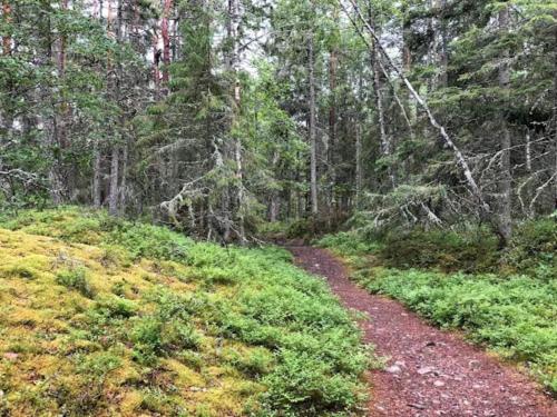 a dirt trail in a forest with trees at 7 person holiday home in GRISSLEHAMN-By Traum in Grisslehamn
