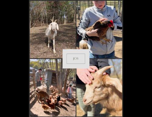 a collage of pictures of animals and a person holding a goat at This is IT Cabin with a hot tub fire pit & indoor pool in Bryant