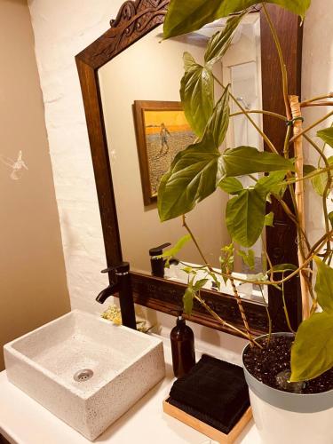 a bathroom sink with a mirror and a potted plant at Besares 722 in Chacras de Coria