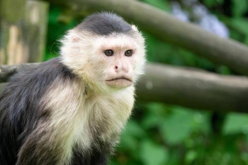 a monkey is looking at the camera at Tropical Cabina Pool & AC Cozy Bright Refreshing in Herradura