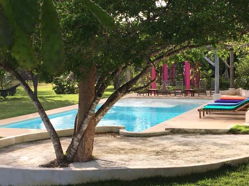 a swimming pool with a tree and a bench at Ki-Ra Holistic Living in Boca de Chavón