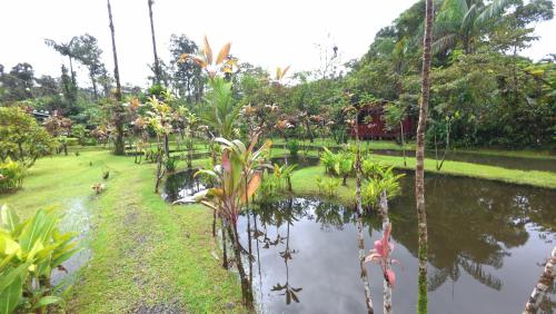 a garden with a pond with plants and trees at Cabañas Los Laguitos Rio Celeste in El Achiote
