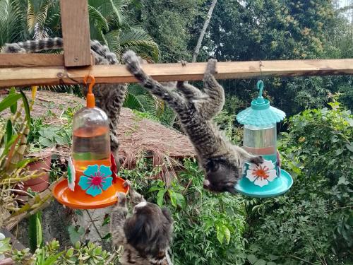 Animales en la villa o alrededores