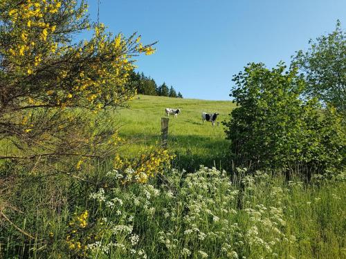 two cows are grazing in a field of grass at Auw Farm Life Escape in Auw