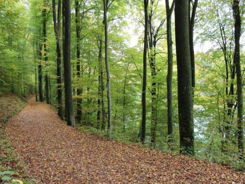 a path in the woods with leaves on the ground at Auw Farm Life Escape in Auw