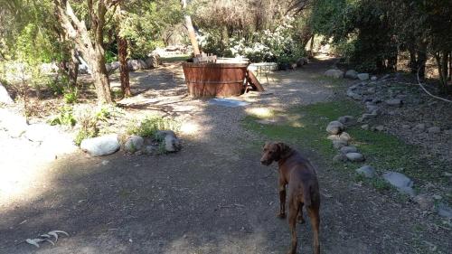 a brown dog standing on a dirt ground with a barrel at La Polcura Lodge Turismo -Fishing Lodge & Spa in El Llano