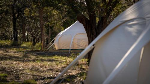 a white tent sitting in a field next to a tree at Spring Bay Mill in Triabunna