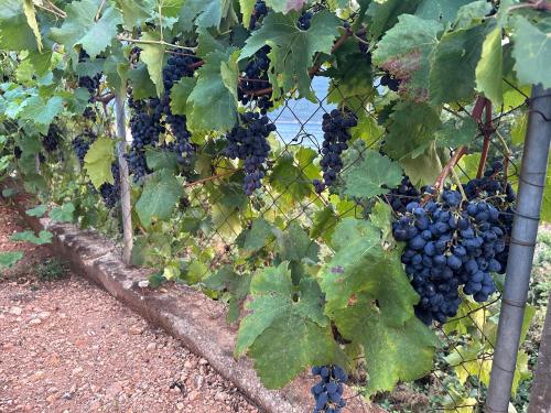 a bunch of grapes hanging from a fence at Luz del Mar in Kumbor