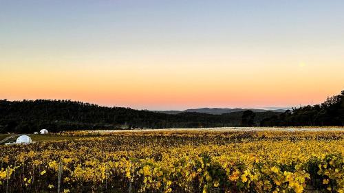 Φωτογραφία από το άλμπουμ του Domescapes in the Vines, a Unique Vineyard Escape, Tasmania, Australia σε Sidmouth