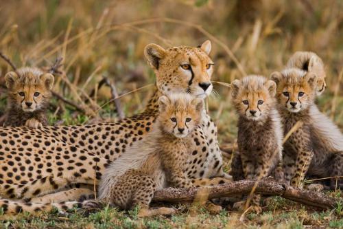 a cheetah and her cubs sitting in the grass at Hoedspruit Raptors Lodge N16 in Hoedspruit