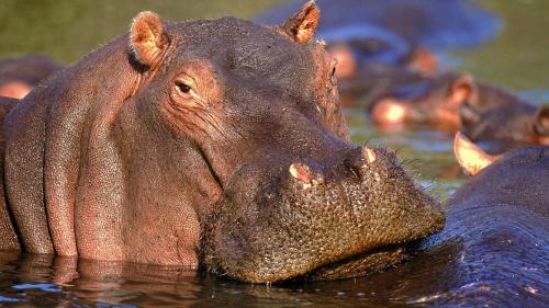 a hippopotamus standing in the water at Hoedspruit Raptors Lodge N16 in Hoedspruit