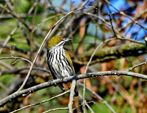 a bird perched on top of a tree branch at Sinurambi Cottage Rental in Penampang
