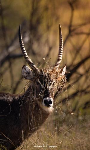 an animal with horns is eating grass in a field at Hoedspruit Raptors Lodge N16 in Hoedspruit