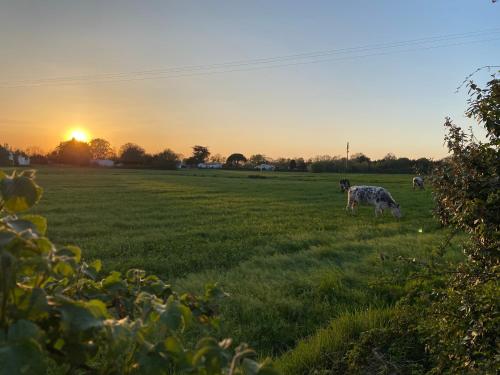 Dos vacas pastando en un campo al atardecer en Les Acacias, en Notre-Dame-de-Riez