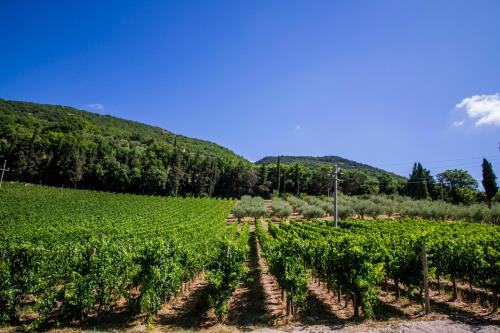 a vineyard with a bunch of green vines at Cantina Semonte Wine Resort in Gubbio