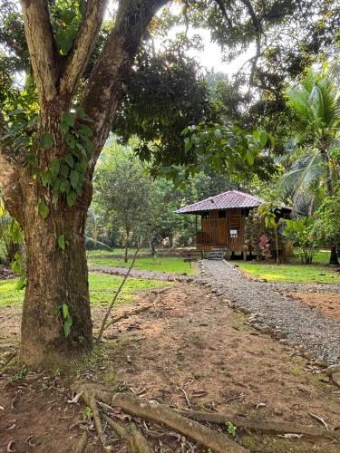 a tree in front of a small building at Sabalo Lodge Tours and Cabins in Sierpe