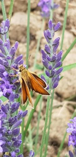 Gallery image of Les Gîtes des Chaumes de Villeneuve - Le Chalet in La Celle-sous-Gouzon