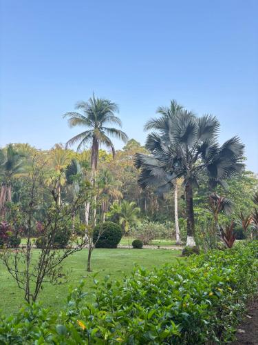 a park with palm trees and green grass at Sabalo Lodge Tours and Cabins in Sierpe