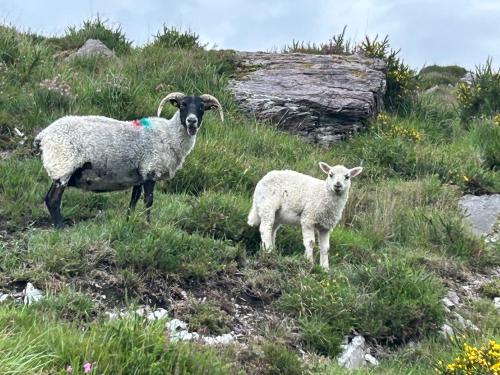 two sheep standing on top of a grassy hill at Luí na Gréine 