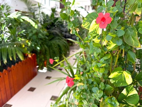 a room filled with lots of plants and red flowers at Residence Le Point Choisy in Pointe aux Cannoniers