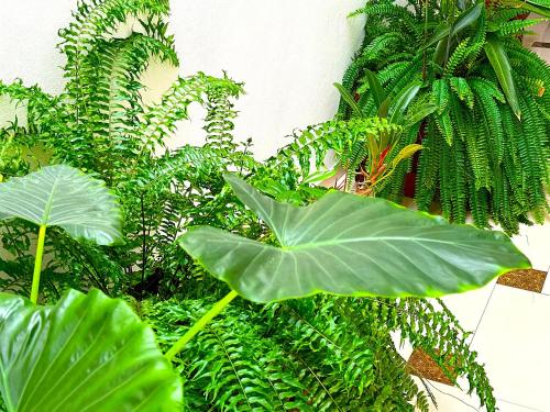 a bunch of green plants on a wall at Residence Le Point Choisy in Pointe aux Cannoniers