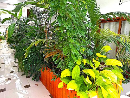 a room filled with lots of green plants at Residence Le Point Choisy in Pointe aux Cannoniers