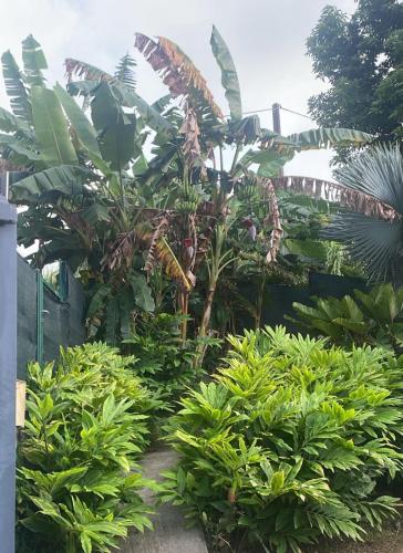 a garden with a bunch of trees and plants at Habitation Bonneville Chalet & Loft avec piscine et sauna in La Trinité