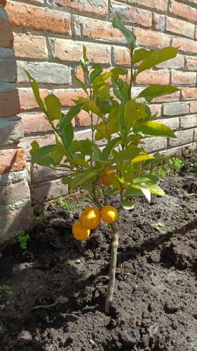 a small tree with yellow fruits on it in front of a brick wall at Spacious Rustic Villa - San Isidro, Carchi 