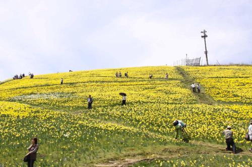 a group of people in a field of flowers at Holiday Afternoon in Otsu