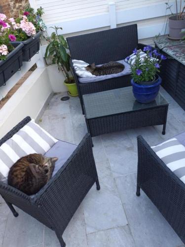 two cats sitting in chairs on a patio at Chambre " Nid Cosy " Charme et Détente chez Fred in Gorron