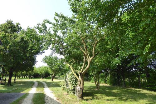 a tree on the side of a dirt road at Silea Apartments, Pool, Garden, Treviso in Silea