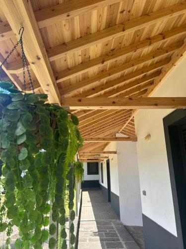 a wooden ceiling with a bunch of green vines at Vila Rosario in Ponta Delgada