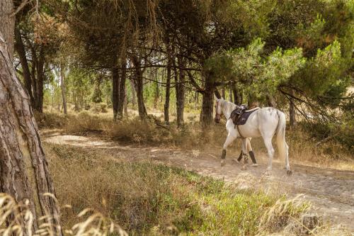a white horse walking down a dirt road at Amarello Hotel Praia Santo André, Tapestry Collection by Hilton in Santiago do Cacém