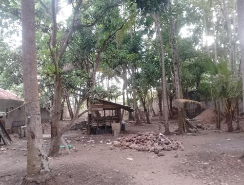 un tas de pommes de terre au milieu d'une forêt dans l'établissement Farm House Hostel, à Negombo