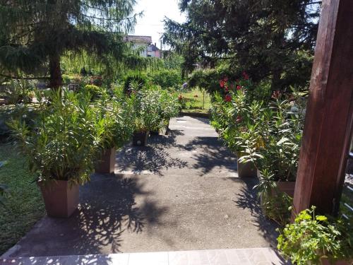 a pathway with potted plants in a garden at Prenoćište Aleksandar in Golubac