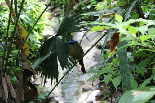a bird sitting on a tree branch in a forest at Mountain Top Park Hotel in Quepos