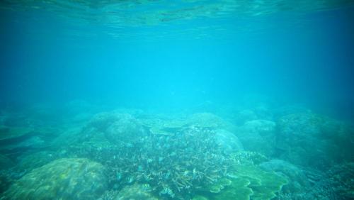 an underwater view of a coral reef at Elsa Homestay in Dayang