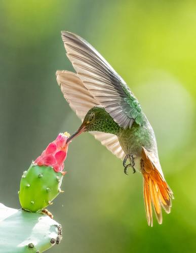 a hummingbird in flight eating a flower at Lovely Tropical Ensuite Bedroom - Pool AC Hot Water in Herradura