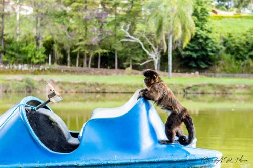 a monkey standing on top of a toy boat at Parque Pousada Macaquinho Turismo in Serra Negra