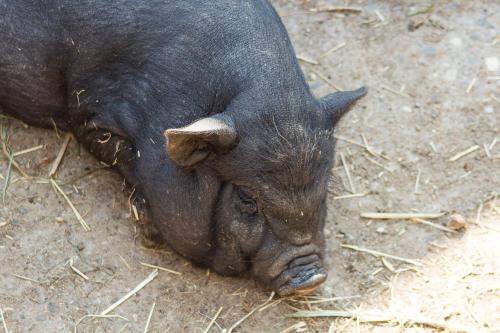 a black pig laying on the ground at Hotel Tannenmühle in Grafenhausen