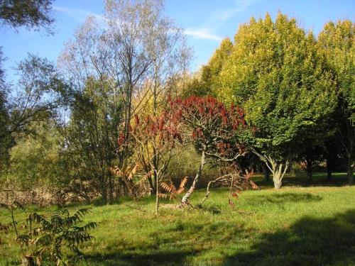 a tree with red leaves in a field with trees at Holiday Home in Gargas with Pool and Nature in Gargas