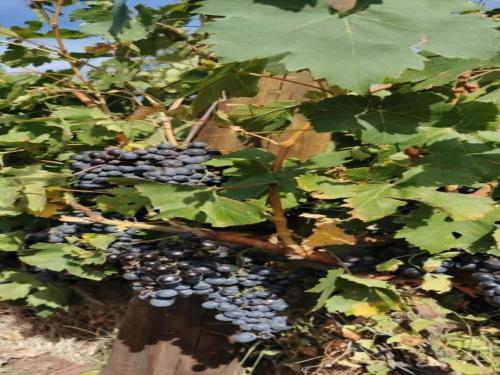 a bunch of grapes hanging from a tree at Villa in Vidauban with Pool & Vineyards Nearby in Vidauban