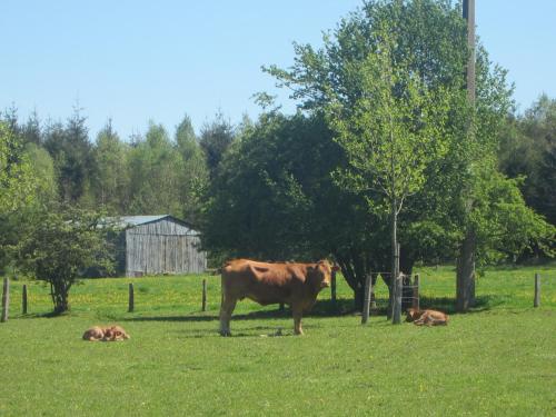 a brown cow standing in a field with two dogs at Peaceful Retreat in Ferrières in Ferrières