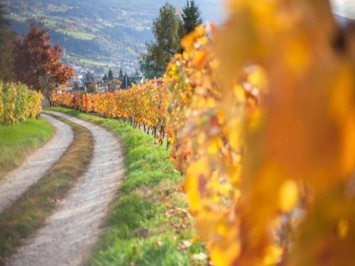 a row of vineyards on a dirt road at Modern Apartment, Bressanone in Bressanone