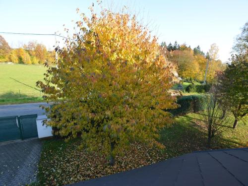 a tree with yellow leaves on it in a yard at Villa in Nemojov near Giant Mountains in Nemojov