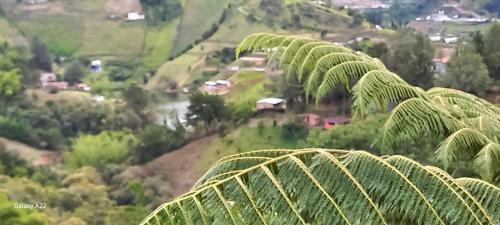 a palm tree with a view of a valley at Eco Lodge Glamping in Guatapé