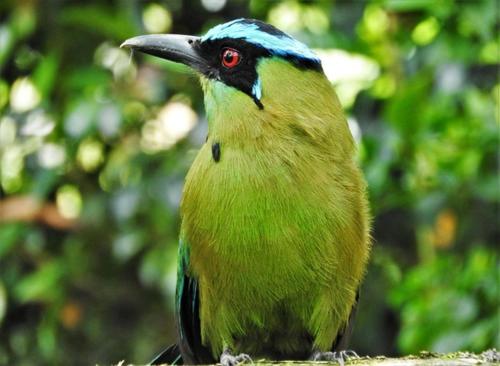 a green and blue bird sitting on a rock at Habitación con cama queen y baño privado cerca del parque in La Ceja