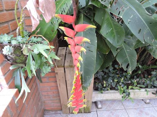 a tree with a long red and yellow plant at Pousada Don Alberto's in Florianópolis